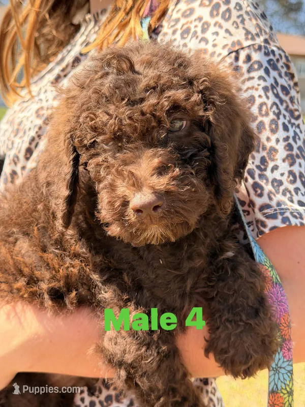 NEON collar – Goldendoodle puppy for sale in Collins, GA