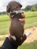 LH male, a male Miniature Dachshund for sale in Collins, GA – 3 of 3
