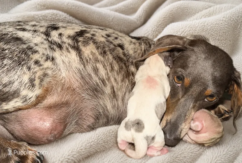 BOONE – Miniature Dachshund puppy for sale in Collins, GA