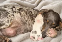 BOONE, a male Miniature Dachshund for sale in Collins, GA – 1 of 3
