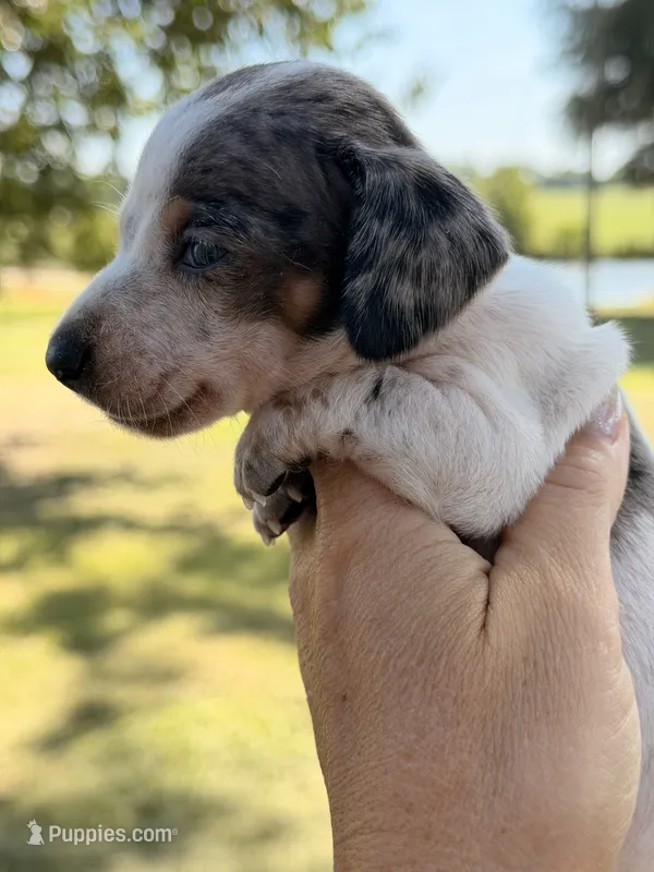 BOONE – Miniature Dachshund puppy for sale in Collins, GA