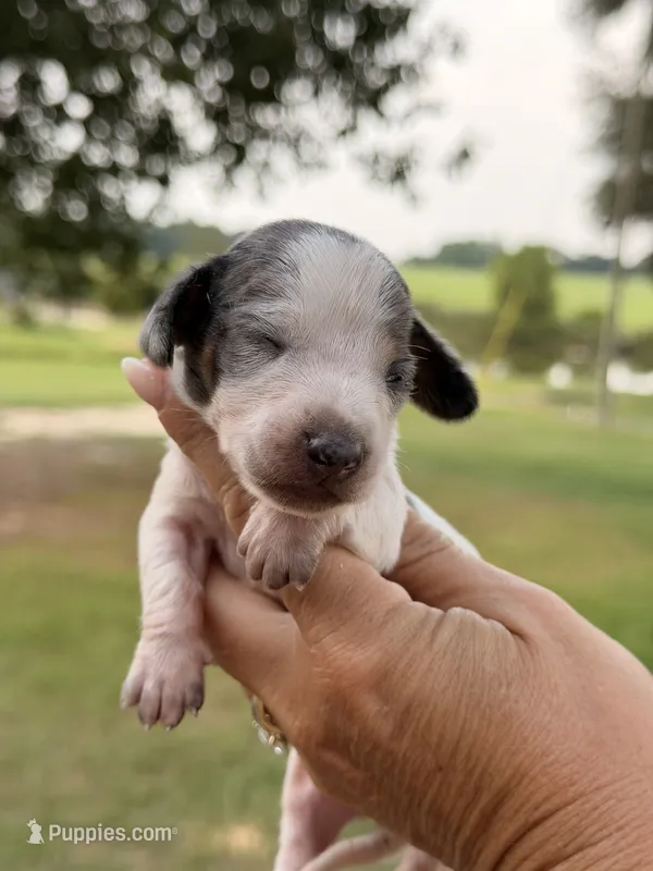 Ziggy  – Miniature Dachshund puppy for sale in Collins, GA