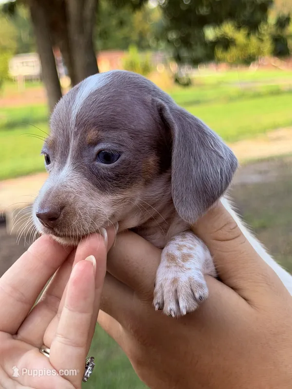 Cooper  – Miniature Dachshund puppy for sale in Collins, GA