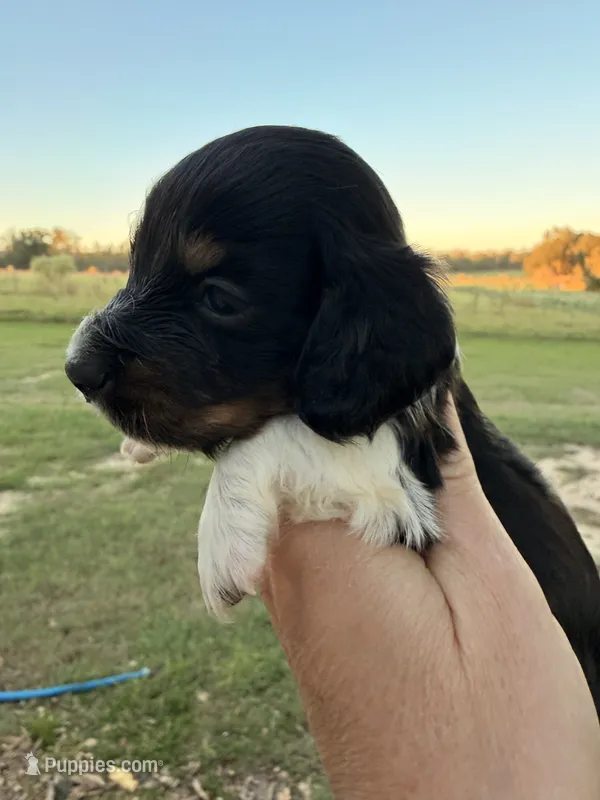 Dollie -LH, a female Miniature Dachshund for sale in Collins, GA – 1 of 4