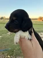 Dollie -LH, a female Miniature Dachshund for sale in Collins, GA – 1 of 4