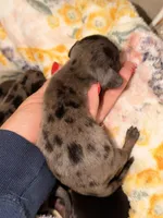 Dapple 2, a male Miniature Dachshund for sale in Collins, GA – 2 of 4