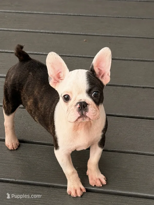 Lola – Frenchton puppy for sale in Collins, GA