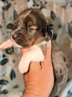 LH 💕, a female Miniature Dachshund for sale in Collins, GA – 3 of 3