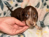 ROLO , a male Miniature Dachshund for sale in Collins, GA – 3 of 6