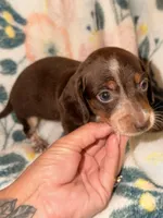 ROLO , a male Miniature Dachshund for sale in Collins, GA – 6 of 6