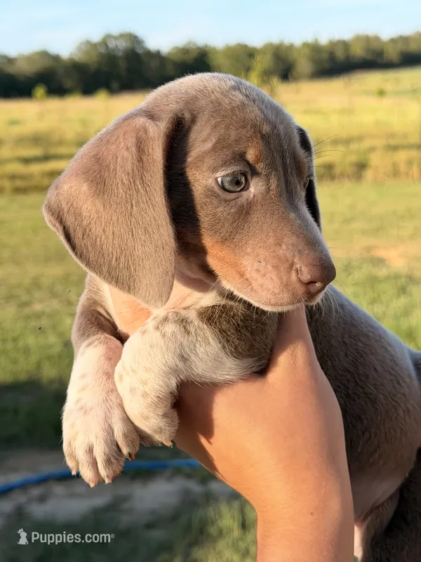 SH MALE – Miniature Dachshund puppy for sale in Collins, GA