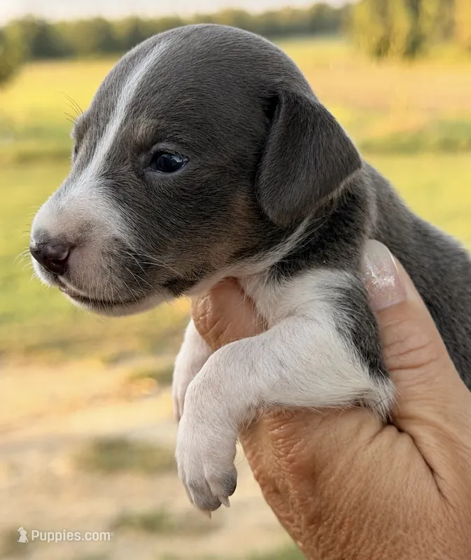Bowser  – Miniature Dachshund puppy for sale in Collins, GA