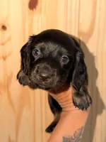 Longhair, a male Miniature Dachshund for sale in Collins, GA – Photo 3 of 4