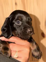 Longhair, a male Miniature Dachshund for sale in Collins, GA – Photo 1 of 4