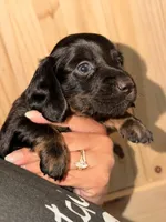 Longhair, a male Miniature Dachshund for sale in Collins, GA – Photo 2 of 4