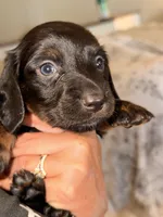 Longhair, a male Miniature Dachshund for sale in Collins, GA – Photo 4 of 4