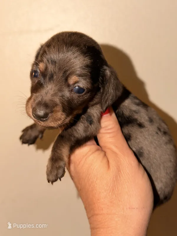 Dapple 2 – Miniature Dachshund puppy for sale in Collins, GA