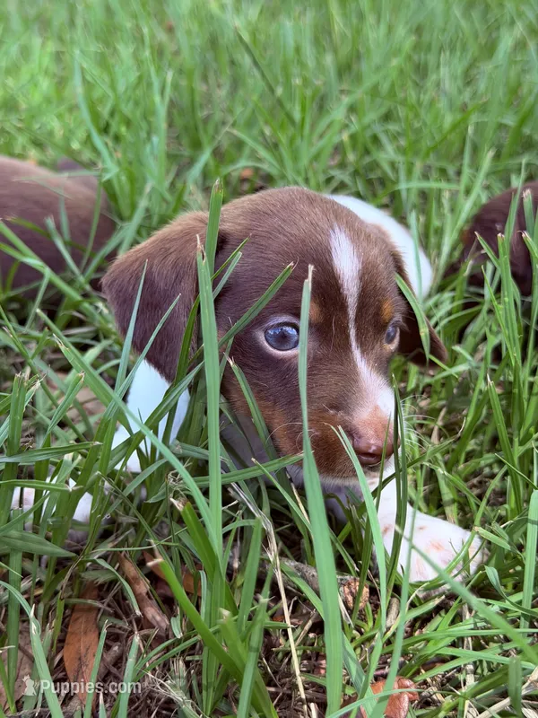 💙 – Miniature Dachshund puppy for sale in Collins, GA