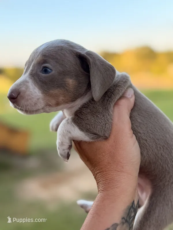 SH MALE – Miniature Dachshund puppy for sale in Collins, GA