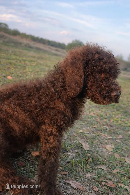 Male 2 – Goldendoodle puppy for sale in Collins, GA