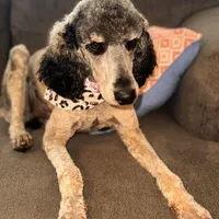 RED collar - F1BB, a male Goldendoodle for sale in Collins, GA – Photo 3 of 4