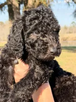 RED collar - F1BB, a male Goldendoodle for sale in Collins, GA – Photo 1 of 4