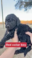 RED collar, a male Goldendoodle for sale in Collins, GA – Photo 1 of 6