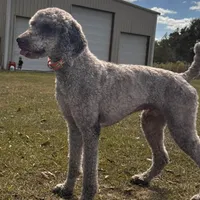 RED collar - F1BB, a male Goldendoodle for sale in Collins, GA – Photo 2 of 4