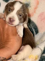 LH 💕, a female Miniature Dachshund for sale in Collins, GA – 4 of 4