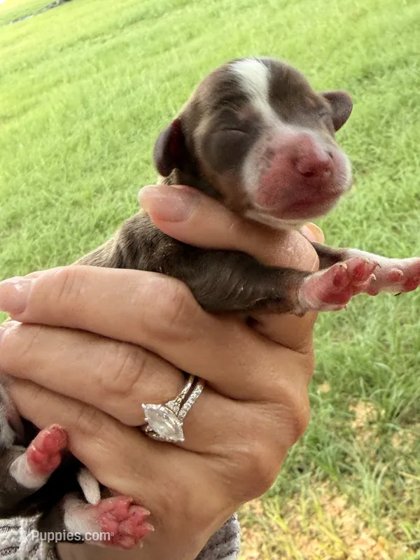 ROLO  – Miniature Dachshund puppy for sale in Collins, GA