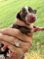 ROLO , a male Miniature Dachshund for sale in Collins, GA – 1 of 1