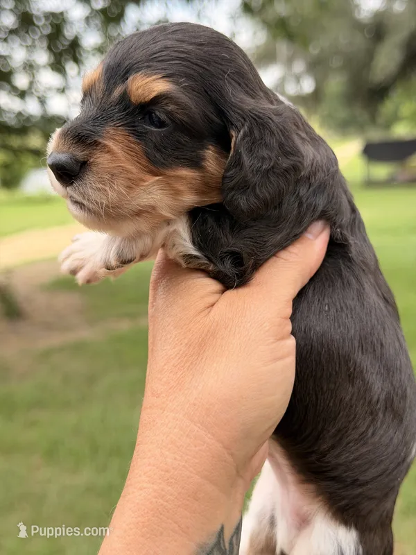 LH male – Miniature Dachshund puppy for sale in Collins, GA