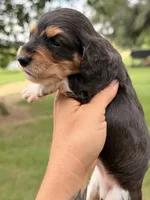 LH male, a male Miniature Dachshund for sale in Collins, GA – 1 of 4