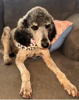 TAN COLLAR, a male Goldendoodle for sale in Collins, GA – Photo 2 of 5