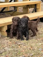 TAN COLLAR, a male Goldendoodle for sale in Collins, GA – Photo 5 of 5