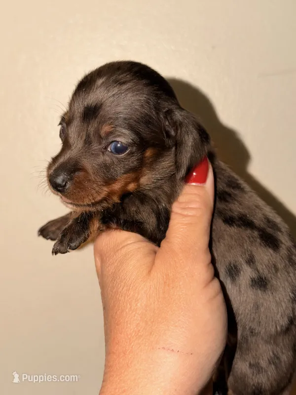 Dapple 1  – Miniature Dachshund puppy for sale in Collins, GA