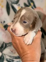 SH MALE, a male Miniature Dachshund for sale in Collins, GA – 2 of 2
