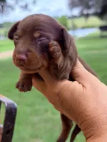 💕, a female Miniature Dachshund for sale in Collins, GA – 2 of 3