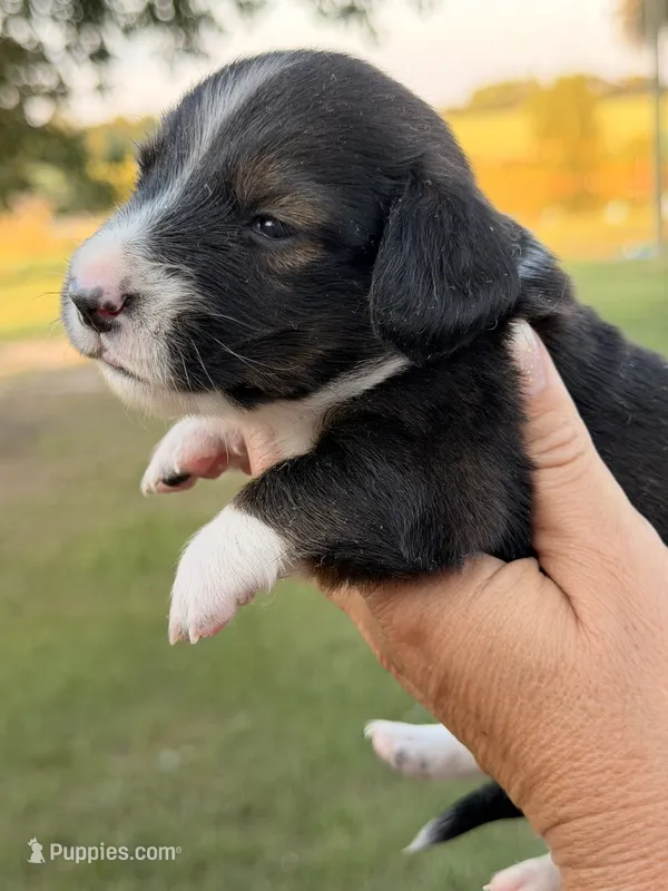 LH 💙 – Miniature Dachshund puppy for sale in Collins, GA