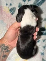 Shiloh, a female Miniature Dachshund for sale in Collins, GA – 2 of 2