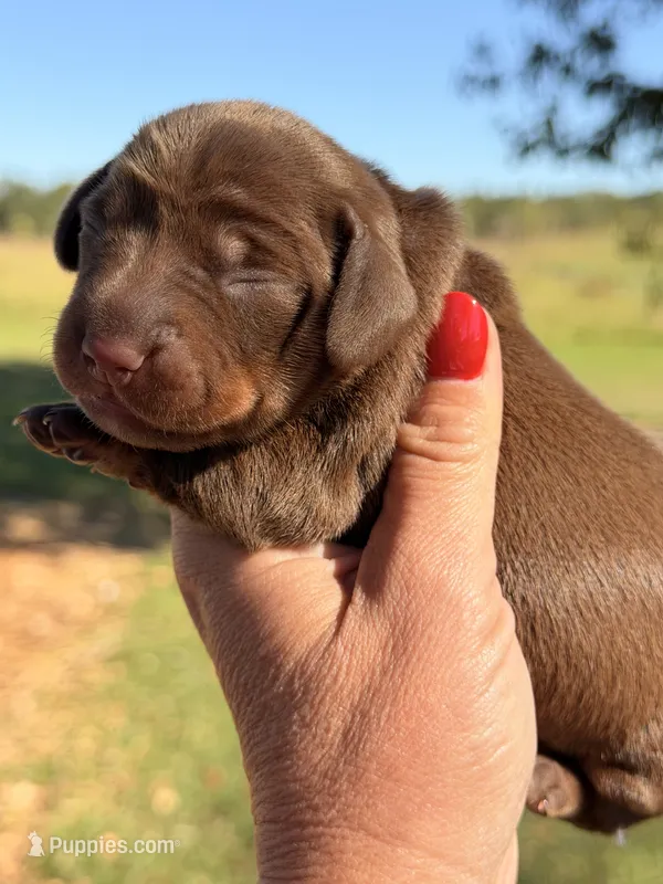 Dutchess, a female Miniature Dachshund for sale in Collins, GA – 1 of 4