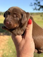 Dutchess, a female Miniature Dachshund for sale in Collins, GA – 1 of 4
