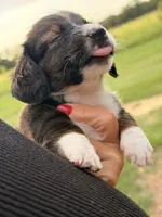 LH 💙, a male Miniature Dachshund for sale in Collins, GA – 10 of 10