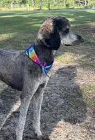 Orange collar, a male Goldendoodle for sale in Collins, GA – Photo 3 of 4