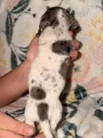 Otis , a male Miniature Dachshund for sale in Collins, GA – 5 of 6