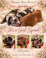 Dutchess, a female Miniature Dachshund for sale in Collins, GA – 4 of 4