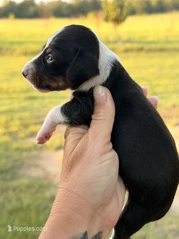 Shiloh – Miniature Dachshund puppy for sale in Collins, GA