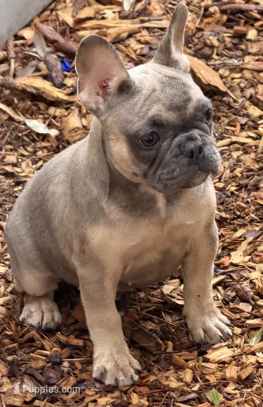 Fem3 💕 – French Bulldog puppy for sale in Collins, GA
