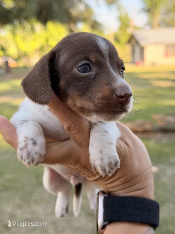 💙 – Miniature Dachshund puppy for sale in Collins, GA