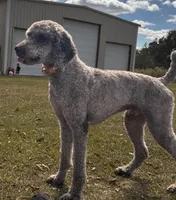 F1BB- , a male Goldendoodle for sale in Collins, GA – Photo 3 of 4